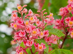 Frühling 354x235-11.jpg